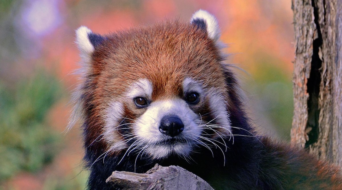 16 Photos De Pandas Roux Qui Vous Feront Decouvrir Votre Nouvel Animal Prefere Jdm 16 Photos De Pandas Roux Qui Vous Feront Decouvrir Votre Nouvel Animal Prefere Jdm