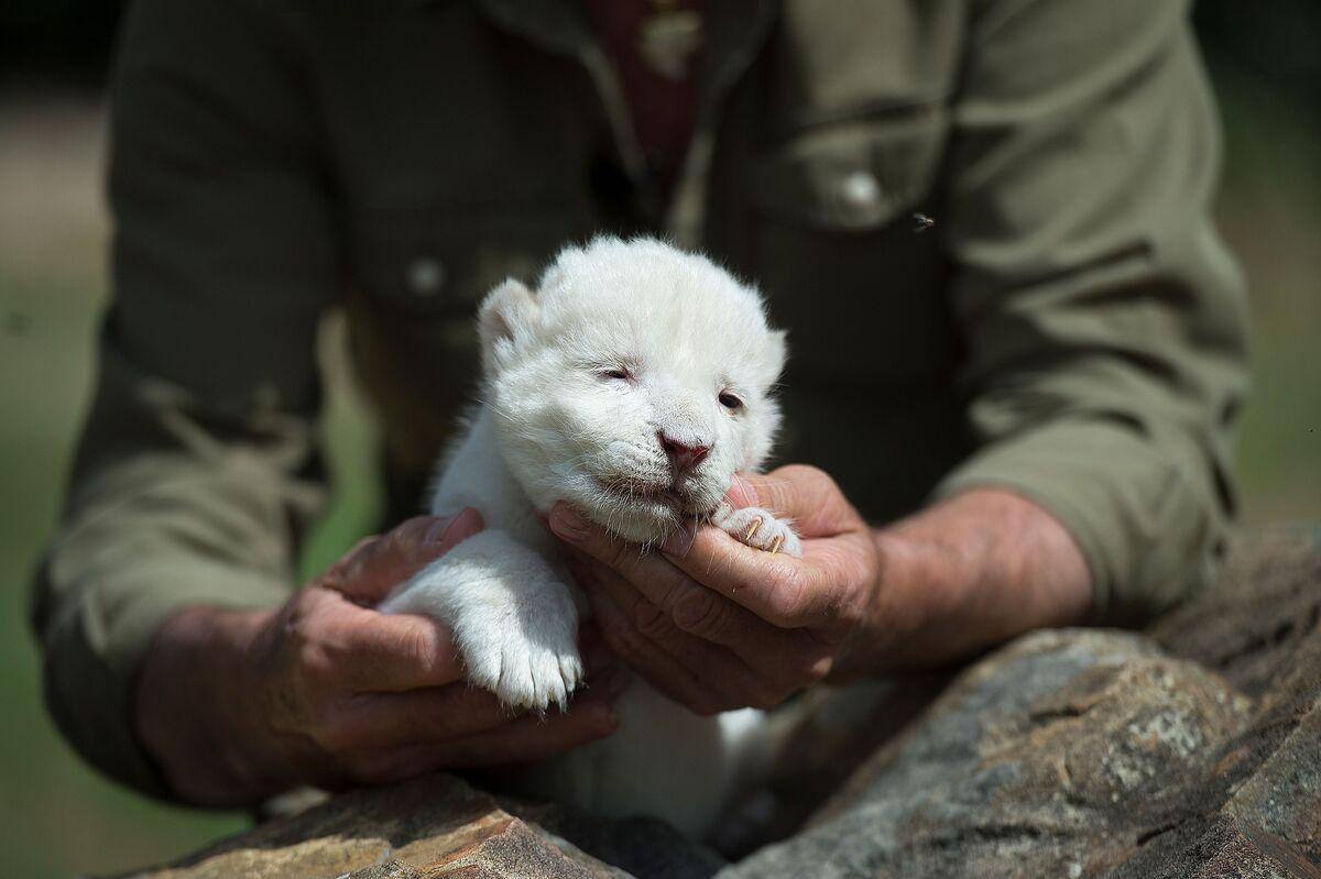 White King Un Bebe Lion Blanc Neglige Par Sa Maman En Espagne Jdm White King Un Bebe Lion Blanc Neglige Par Sa Maman En Espagne Jdm