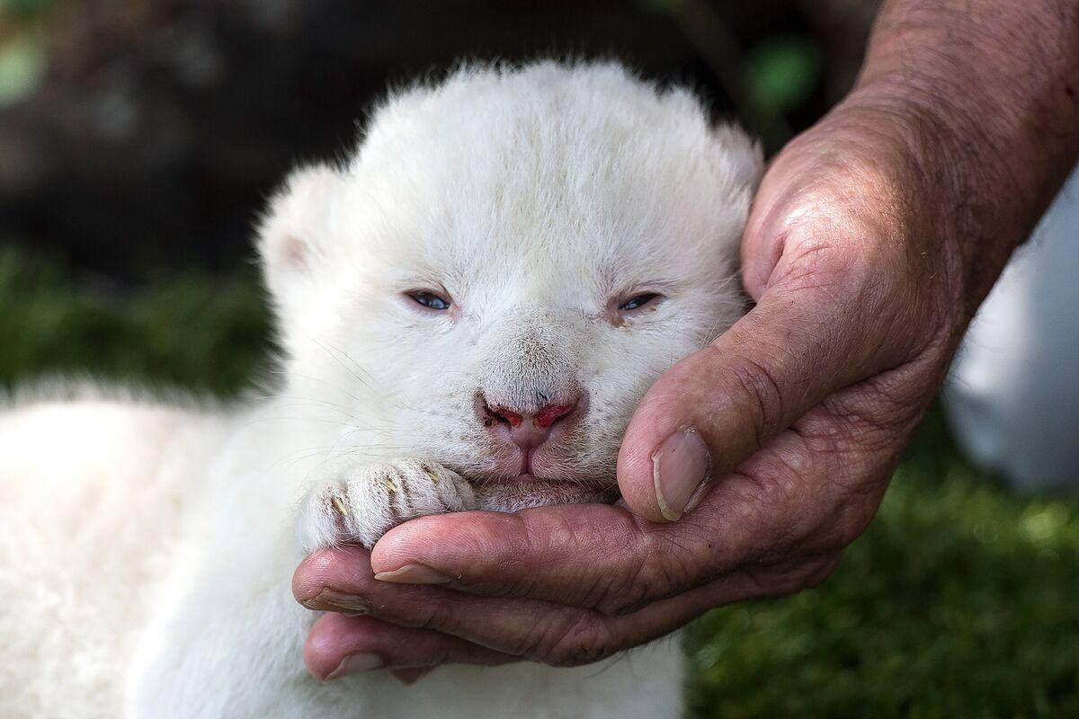 White King Un Bebe Lion Blanc Neglige Par Sa Maman En Espagne Jdm