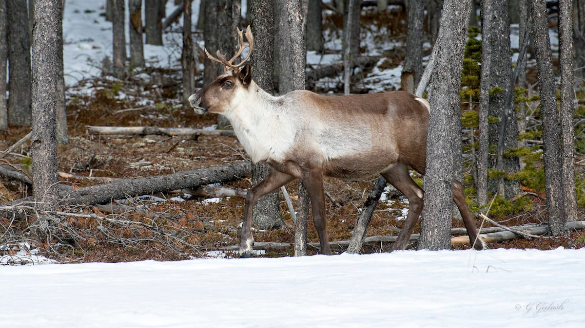 Environnement et sauvegarde du caribou: il faut écouter les peuples autochtones