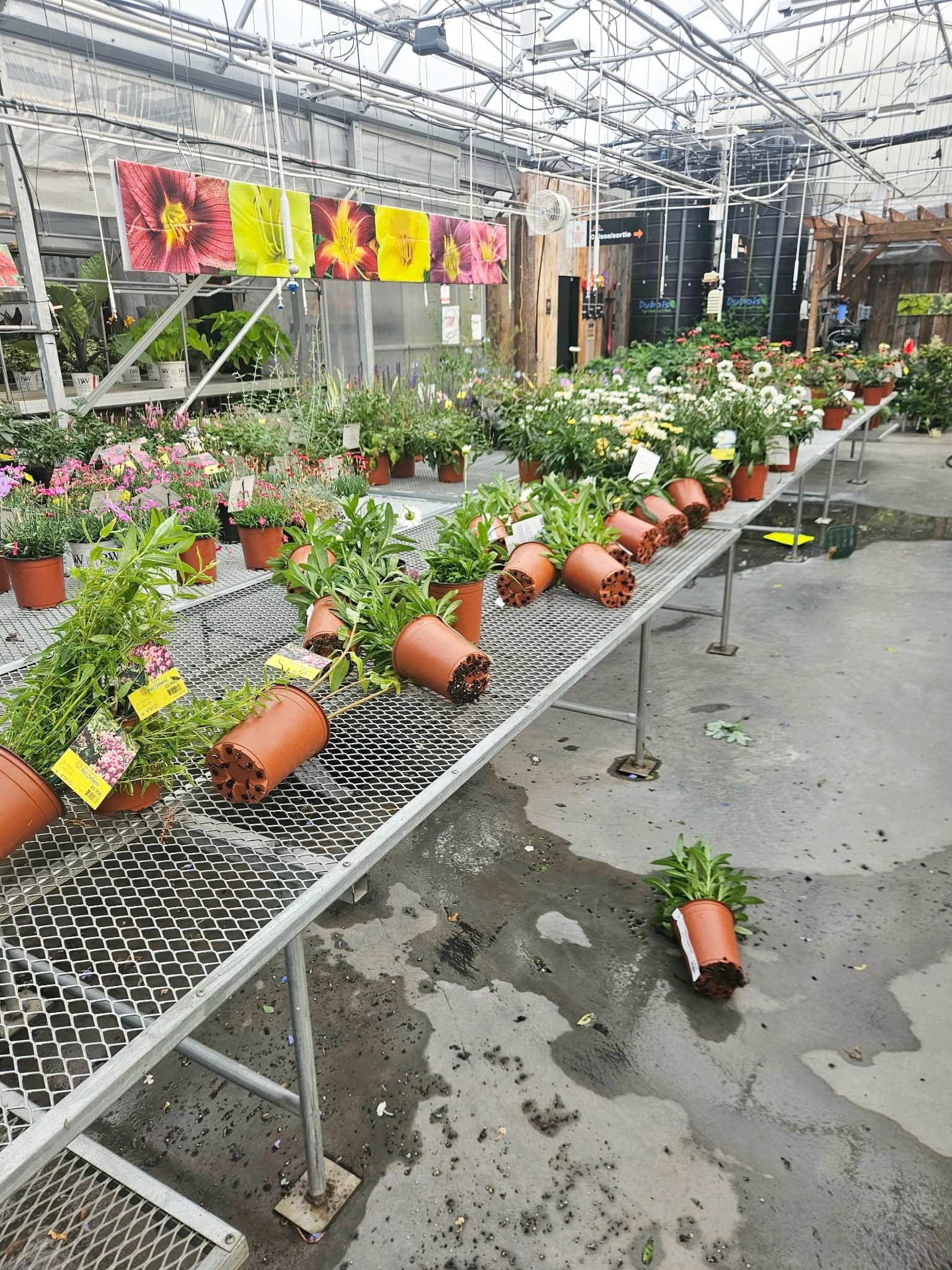 Plusieurs pots de fleurs ont été renversés à la suite des orages et des vents violents aux Jardins Carbonneau, à Louiseville, en Mauricie, le 2 juillet 2026.