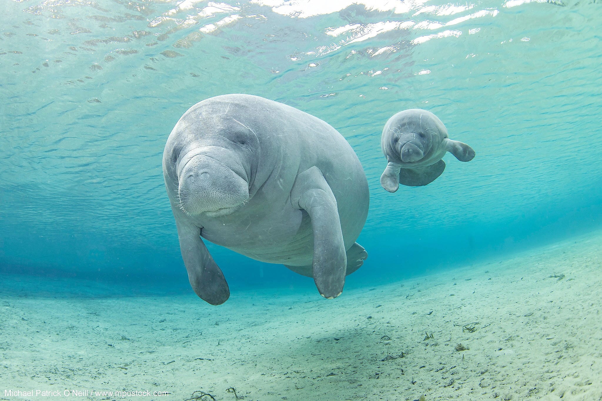 Voici les meilleurs endroits pour observer et nager avec les lamantins