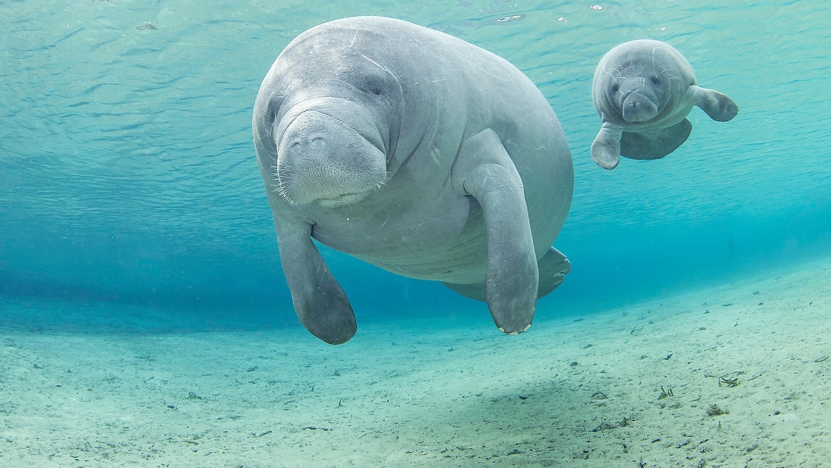 Voici les meilleurs endroits pour observer et nager avec les lamantins