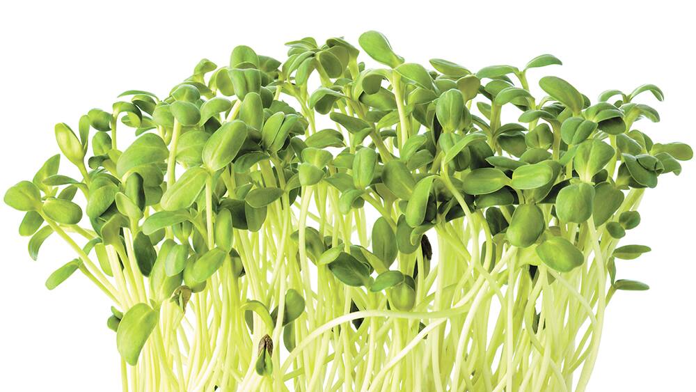 Germinations, jeunes pousses et miniverdures à produire soimême JDM