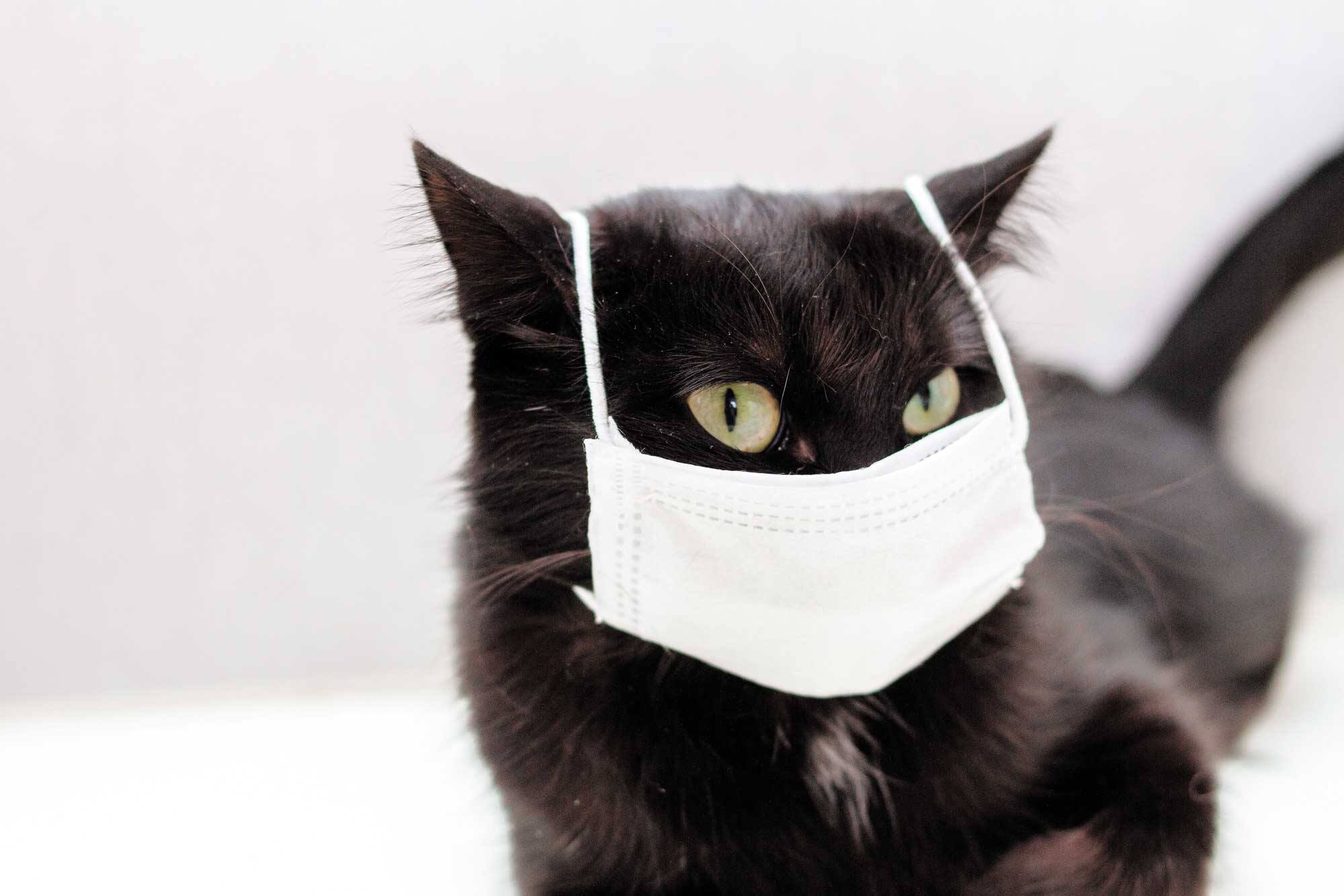 Problemes De Chats Pendant La Periode De Confinement Jdm