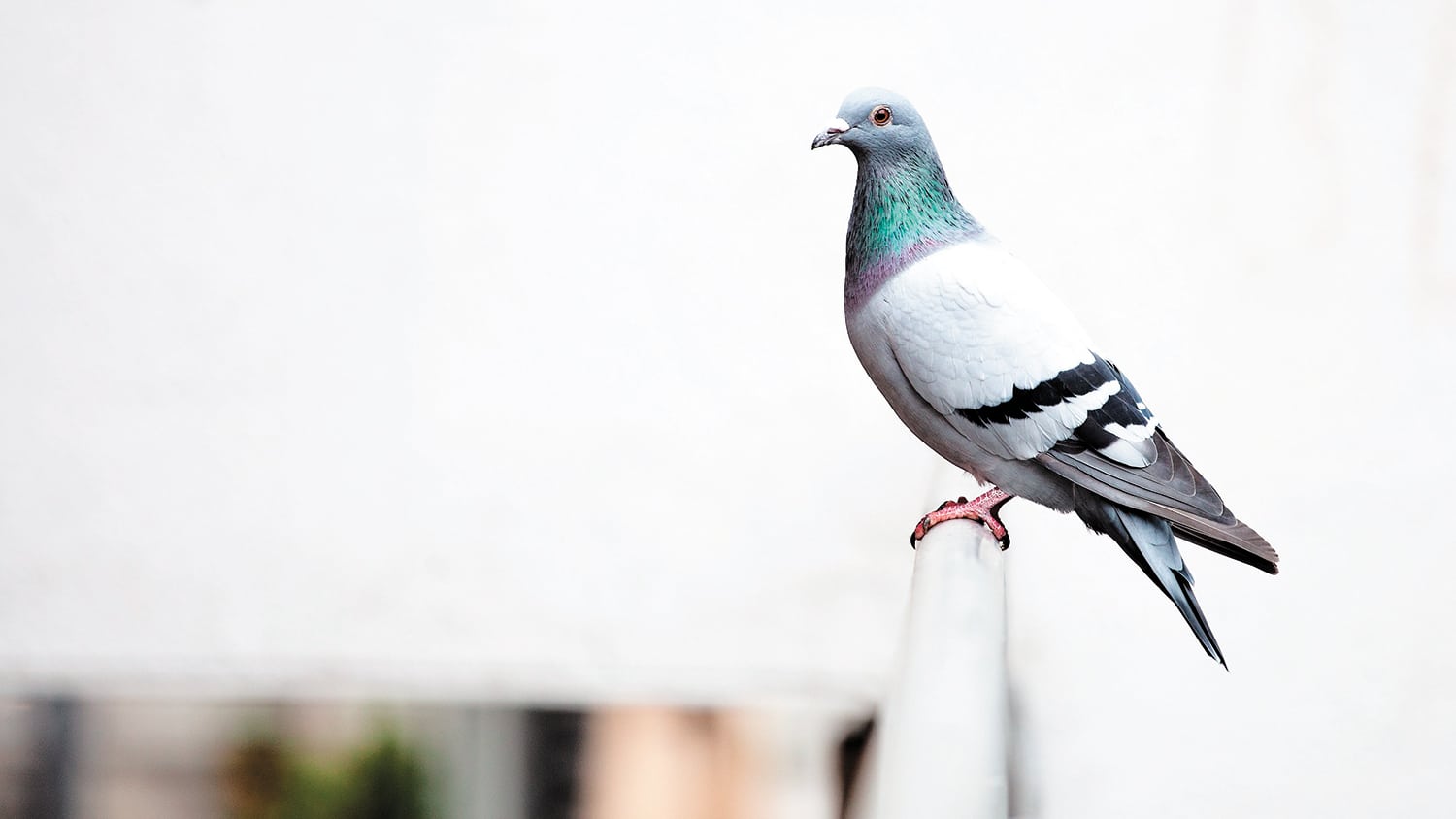 Il peine &agrave; marcher apr&egrave;s avoir re&ccedil;u une crotte d&rsquo;oiseau sur la nuque