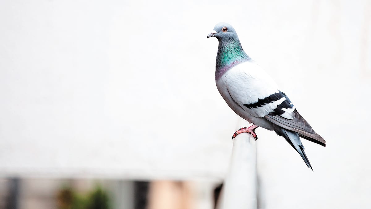 Il peine à marcher après avoir reçu une crotte d’oiseau sur la nuque