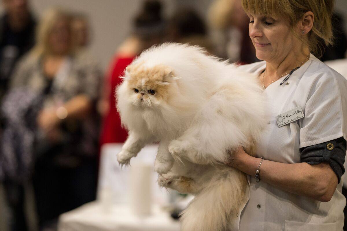 Les chats russes bannis d&rsquo;une comp&eacute;tition f&eacute;line