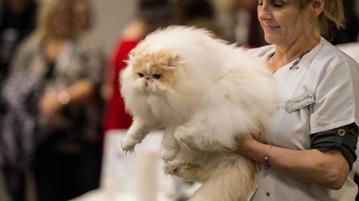 Les chats russes bannis d’une compétition féline