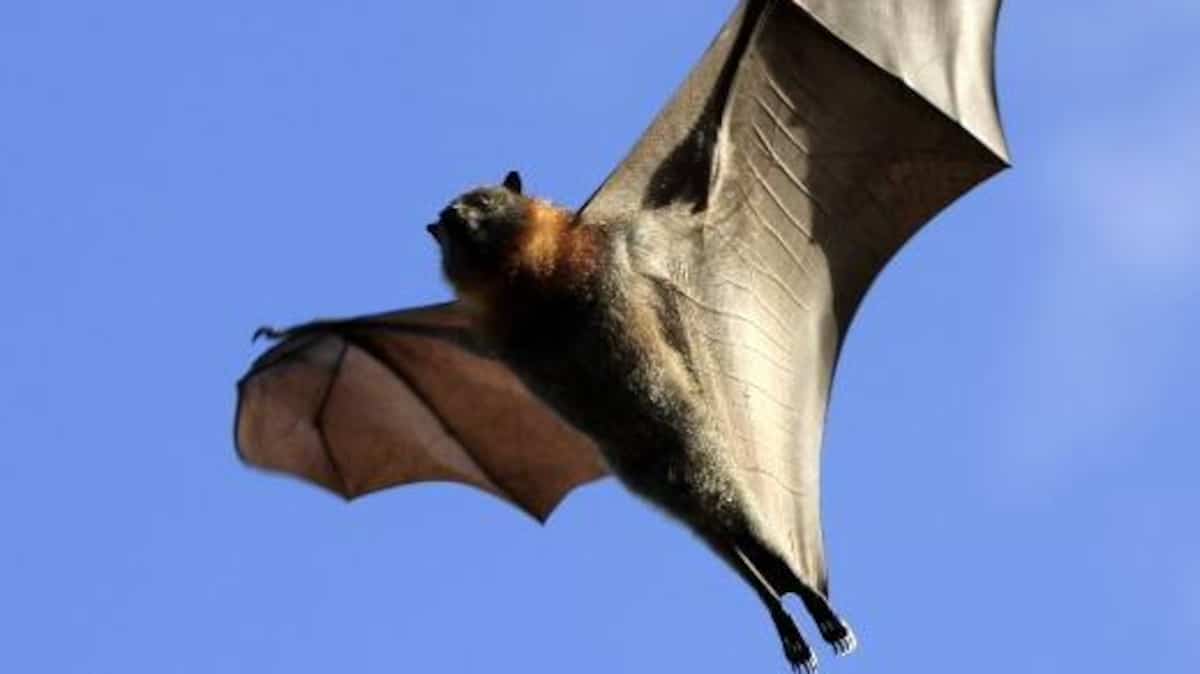 Des virus proches du SARS-CoV-2 découverts chez des chauves-souris