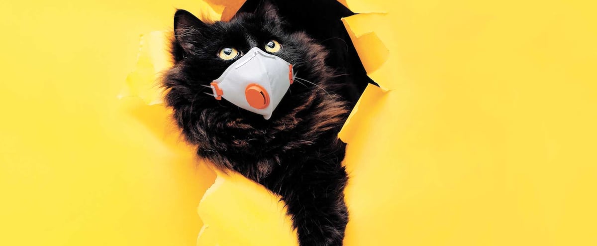 De Rares Cas De Covid 19 Chez Les Chats Jdm De Rares Cas De Covid 19 Chez Les Chats Jdm