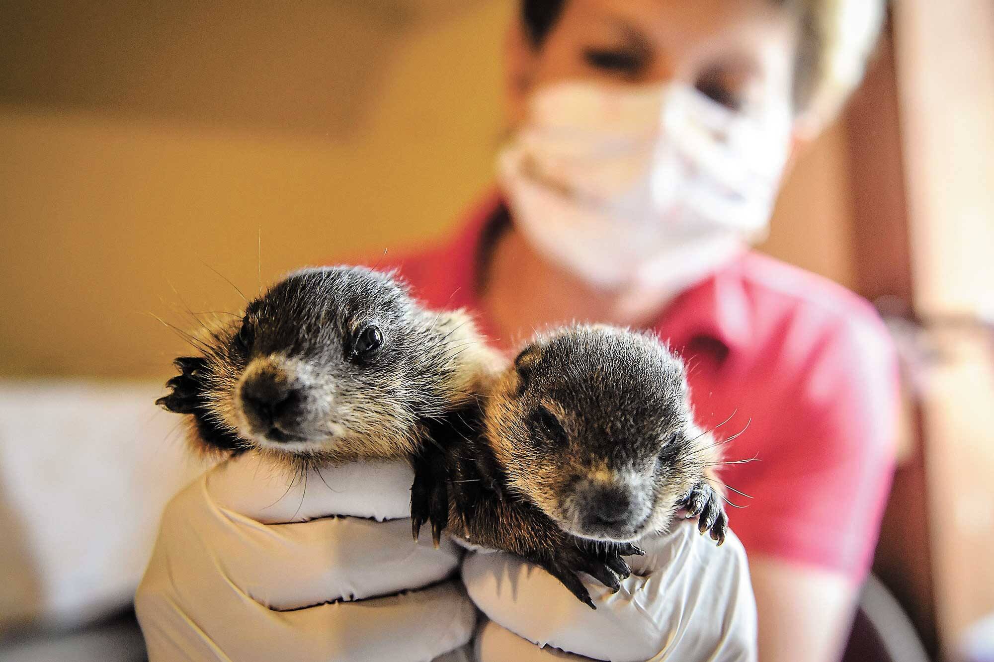 Un tsunami d’animaux au refuge Miss Dolittle TVA Nouvelles