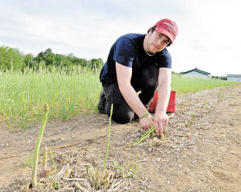 Justin Lalande ramasse les légumes à la main.