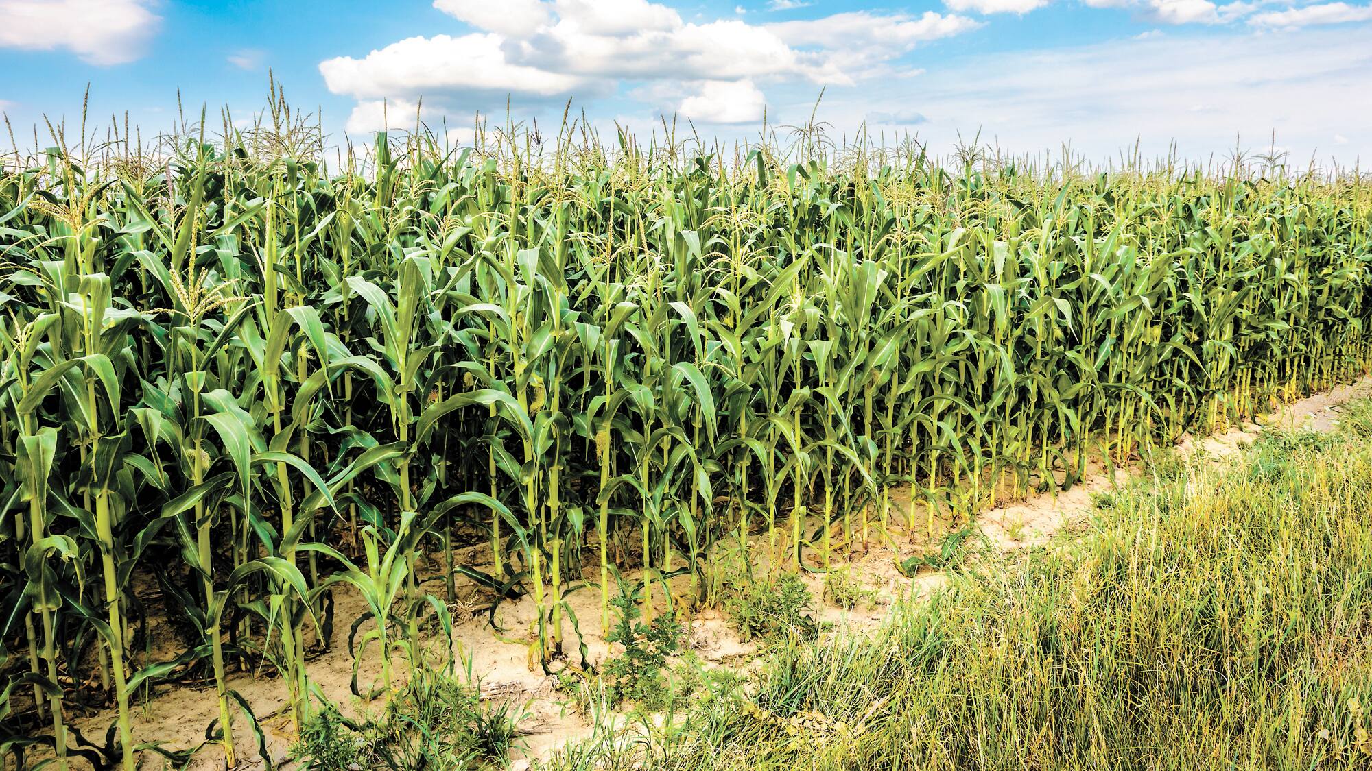 SaintAugustindeDesmaures le plan d’urbanisme inquiète des