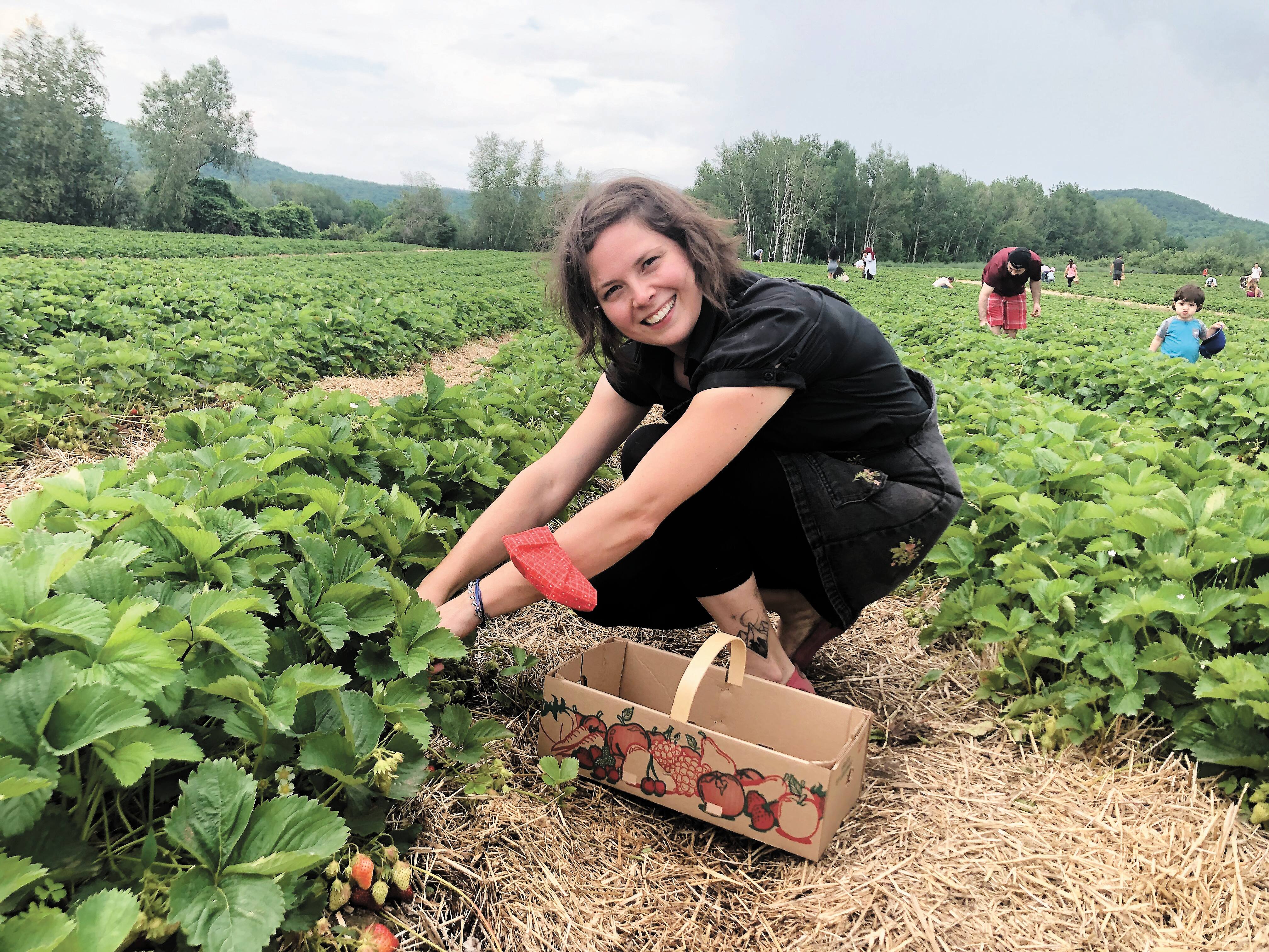 Folie dans les champs pour l’autocueillette de fraises TVA Nouvelles