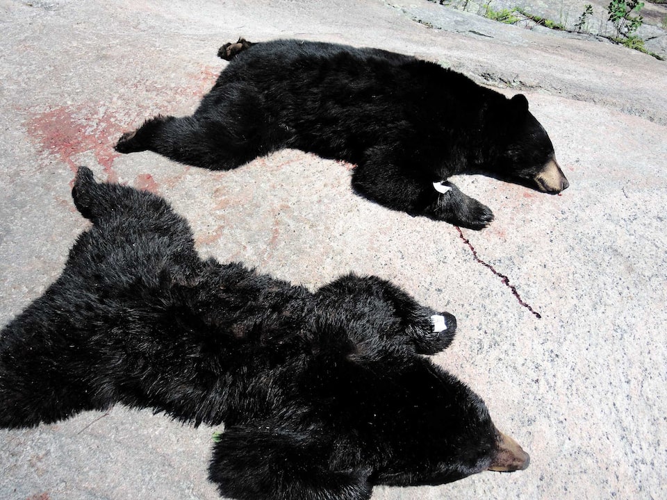 Les Ours Noirs Du Quebec Prochaines Victimes De La Covid 19 Jdm Les Ours Noirs Du Quebec Prochaines Victimes De La Covid 19 Jdm