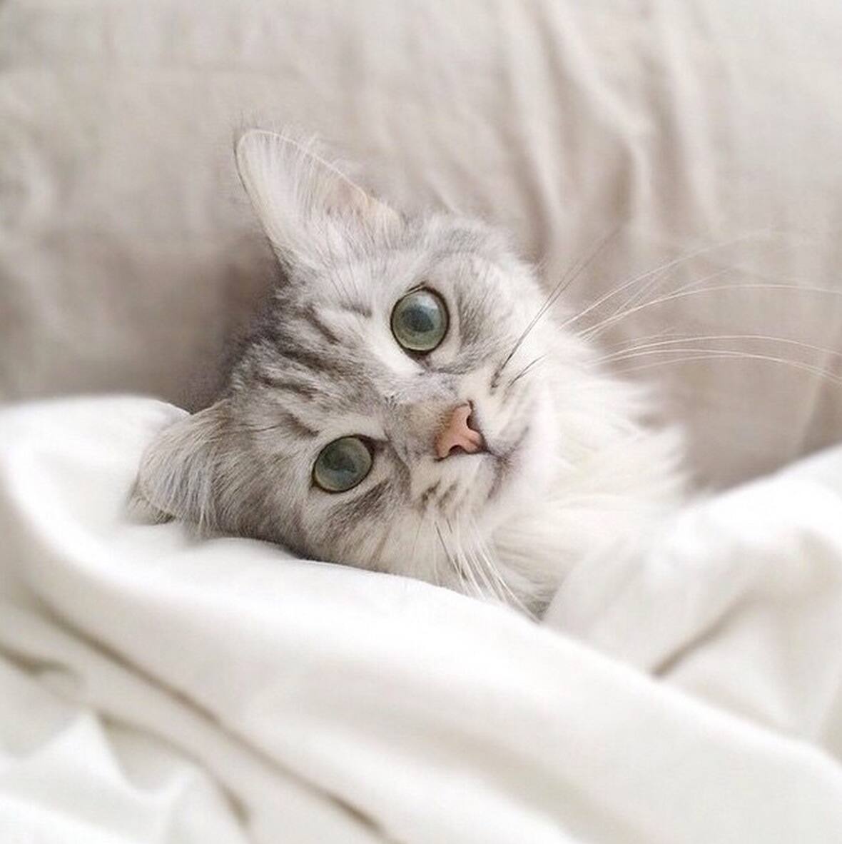 12 Trucs Efficaces Pour Empecher Votre Chat D Uriner En Dehors De Sa Litiere Le Sac De Chips