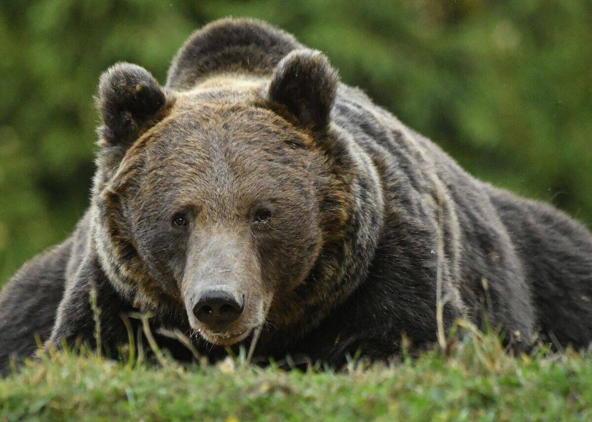 Le «roi» des ours roumains abattu par un prince du Liechtenstein | JDM