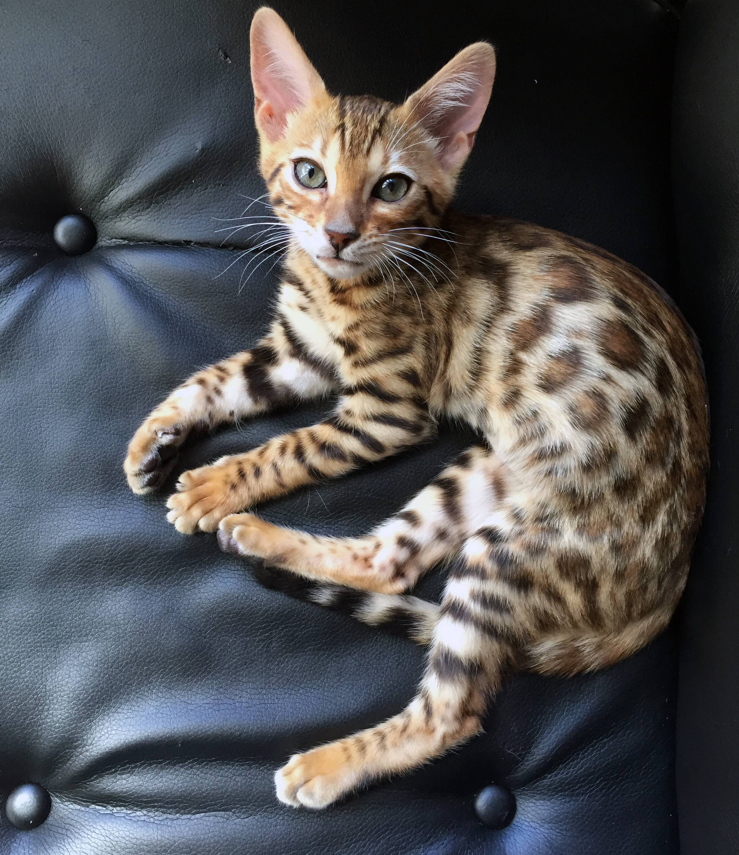 12 Trucs Efficaces Pour Empecher Votre Chat D Uriner En Dehors De Sa Litiere Le Sac De Chips