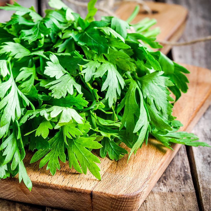 Explosive diarrhea: parsley and coriander targeted by investigation into new epidemic