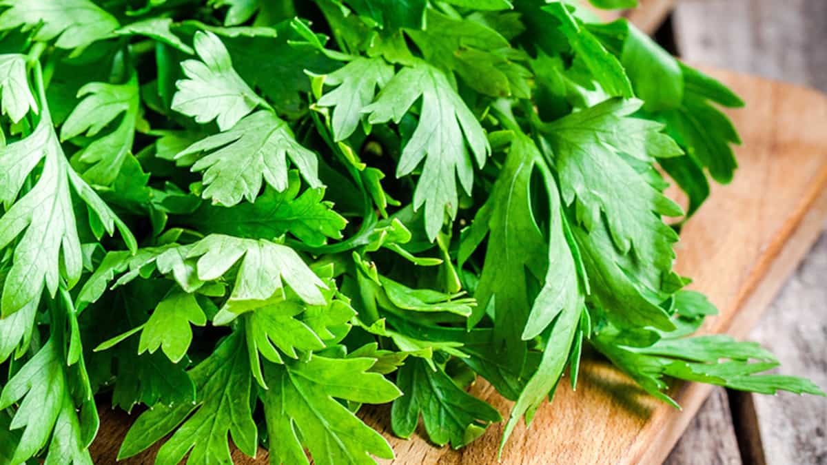 Explosive diarrhea: parsley and coriander targeted by investigation into new epidemic Explosive diarrhea: parsley and coriander targeted by investigation into new epidemic