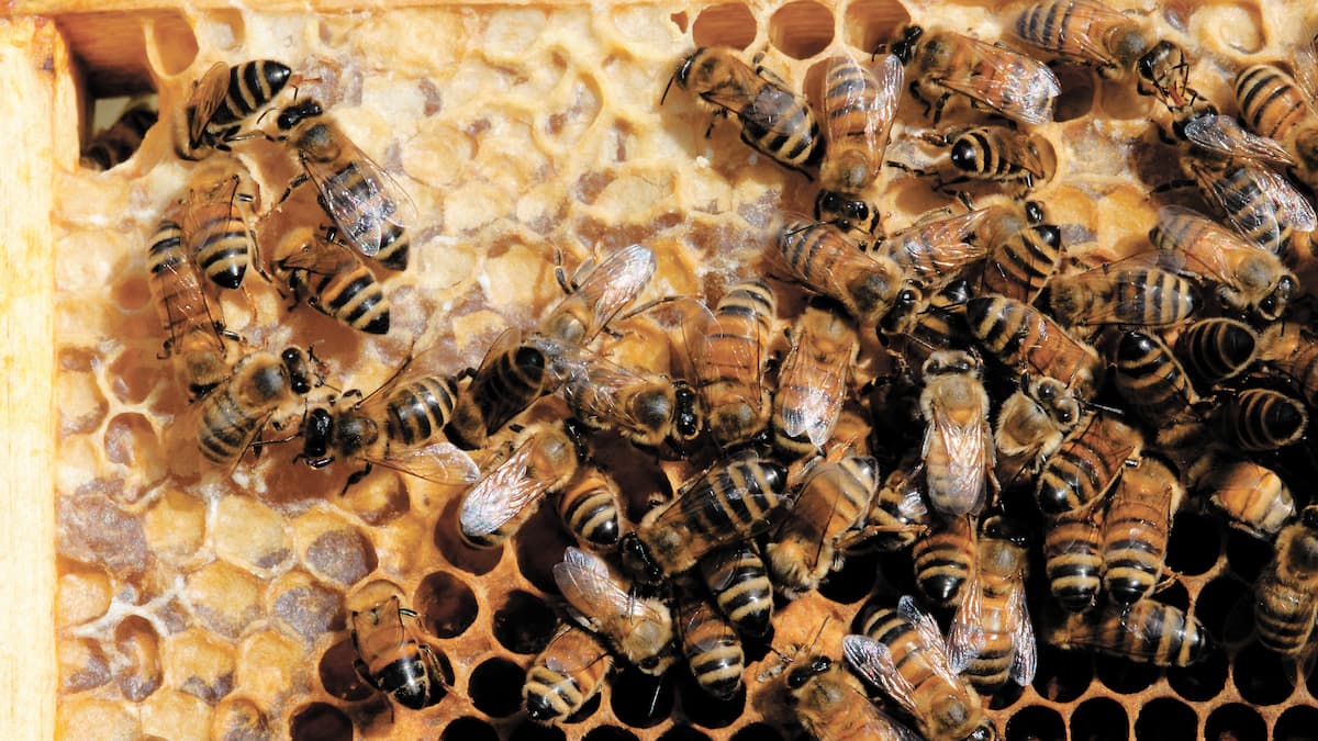 Une caserne de pompiers transformée en miellerie sur la Côte-Nord