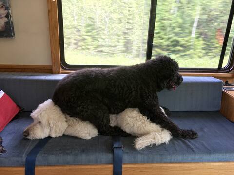 Charlotte lying full length on Cooper's back.