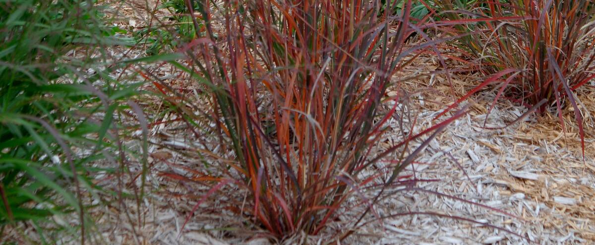 Gigantism in the garden 1