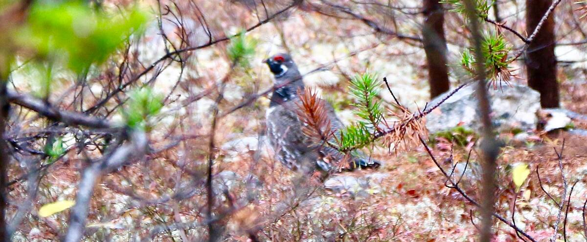 Small game, when the weather steps in 1