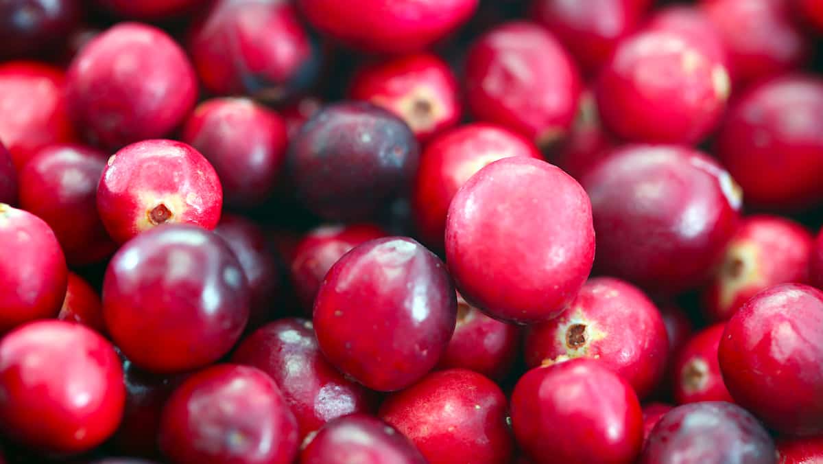 Le Québec, deuxième producteur mondial de canneberges