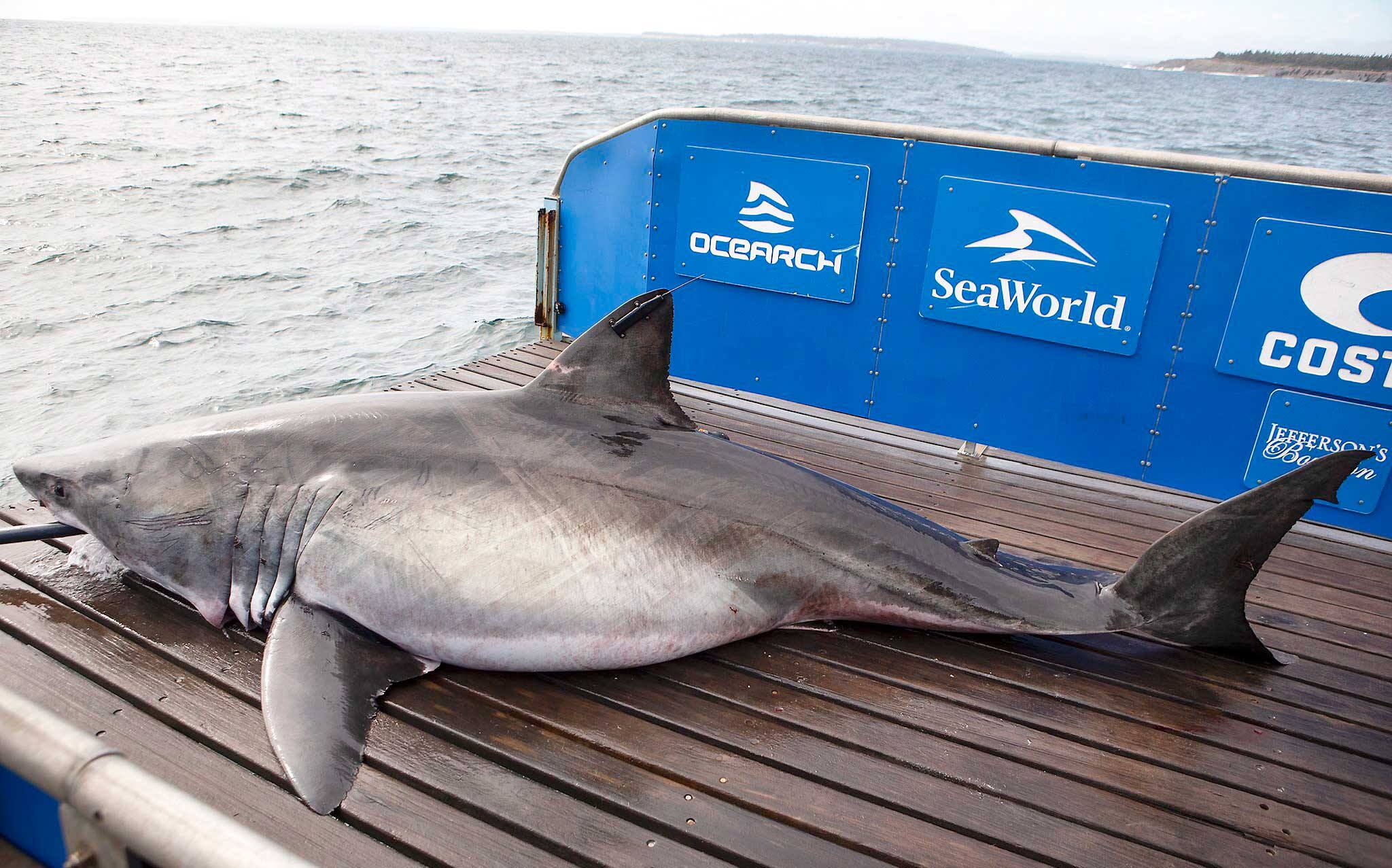 Quatre requins blancs vus près des Îles | JDM