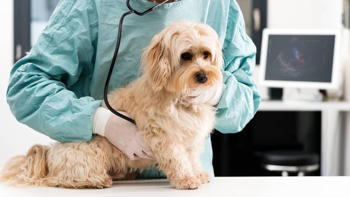 Peu de Québécois prennent une assurance pour leur animal de compagnie