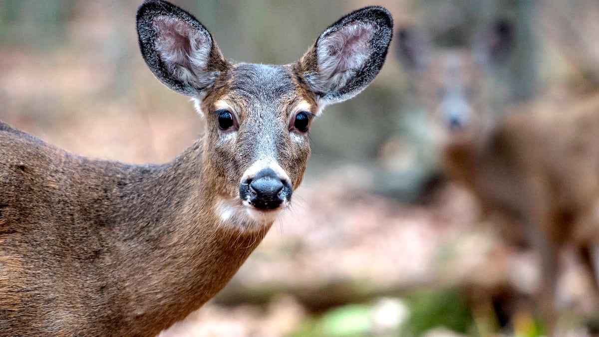 Une chasse prévue à l’automne pour contrôler la population de cerfs de Longueuil