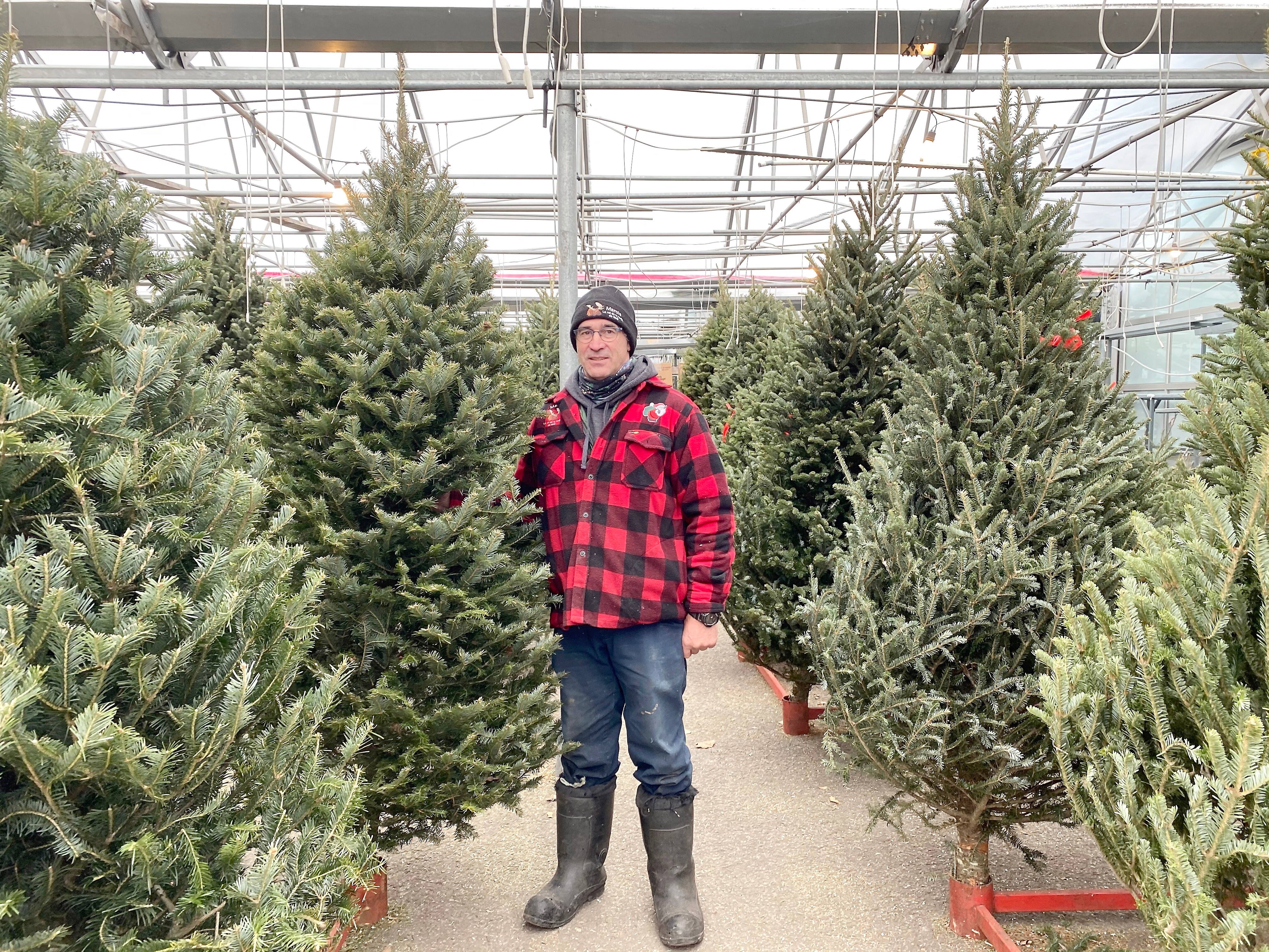 Une année «exceptionnelle» pour les sapins de Noël | TVA Nouvelles