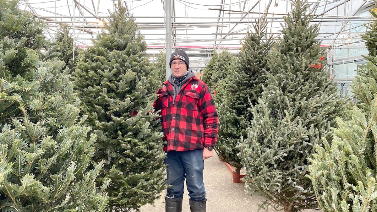 Une année «exceptionnelle» pour les sapins de Noël | TVA Nouvelles Une année «exceptionnelle» pour les sapins de Noël | TVA Nouvelles