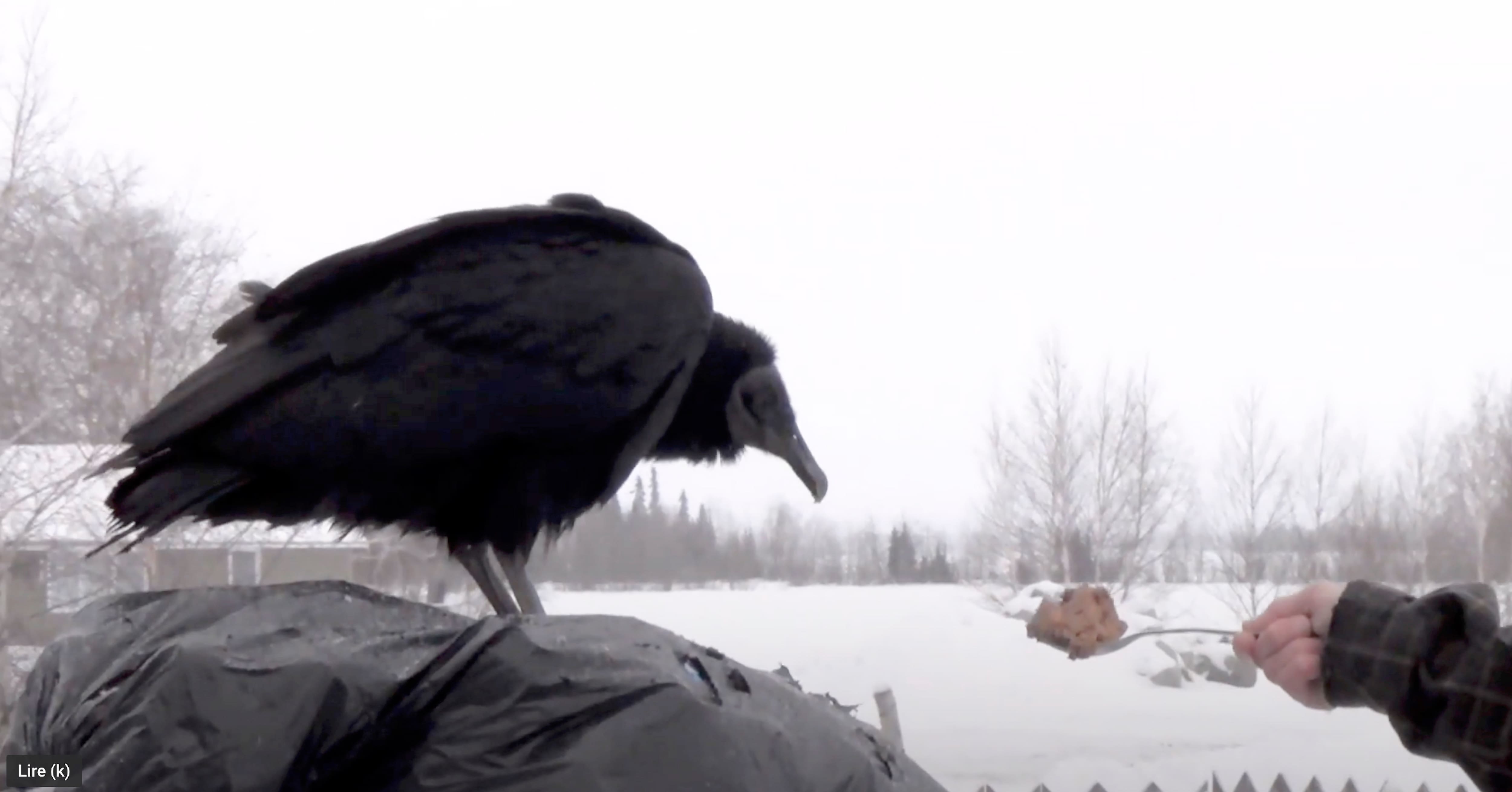Un Oiseau Du Sud Se Perd Dans Le Nord Jdm