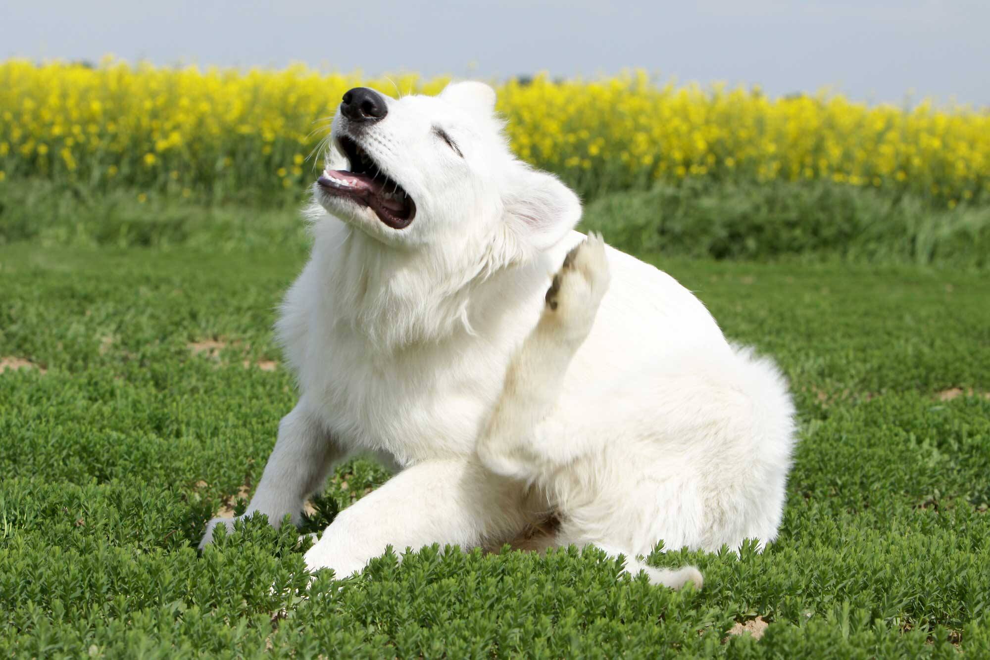 Maladie de Lyme: voici les symptômes chez le chien