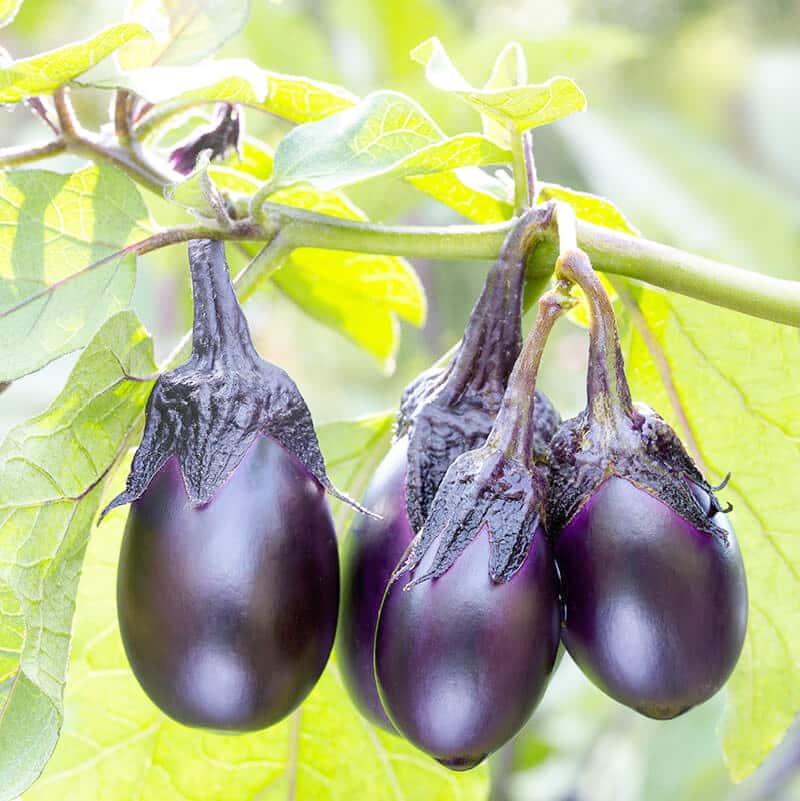 Mini aubergines grosse récolte! Le Journal de Montréal