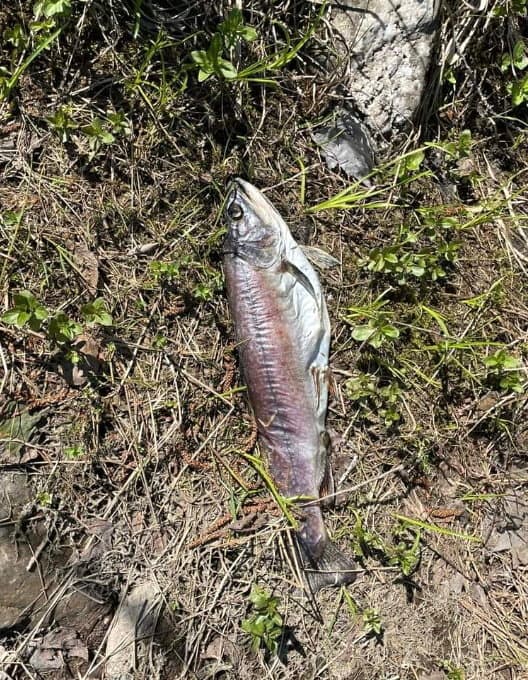 Quand l’État démolit un barrage: son lac s'est transformé en mare de boue visqueuse... avec des poissons morts