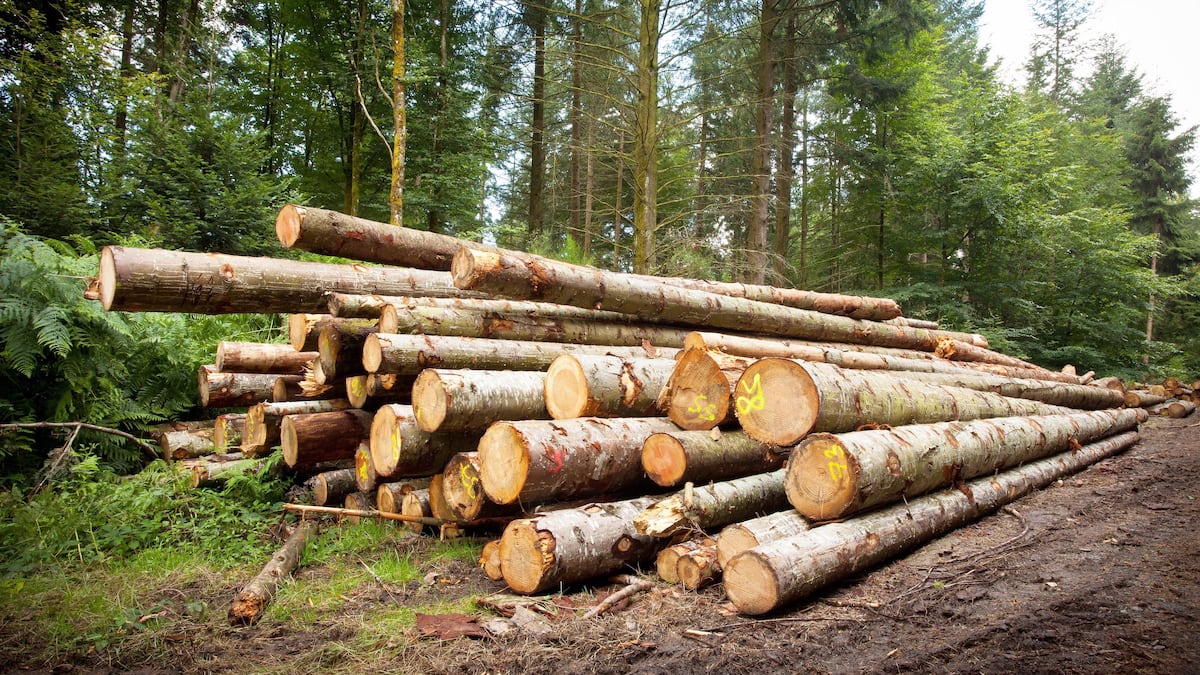 «Échec annoncé»: la modernisation du régime forestier vivement contestée par plusieurs groupes et syndicats