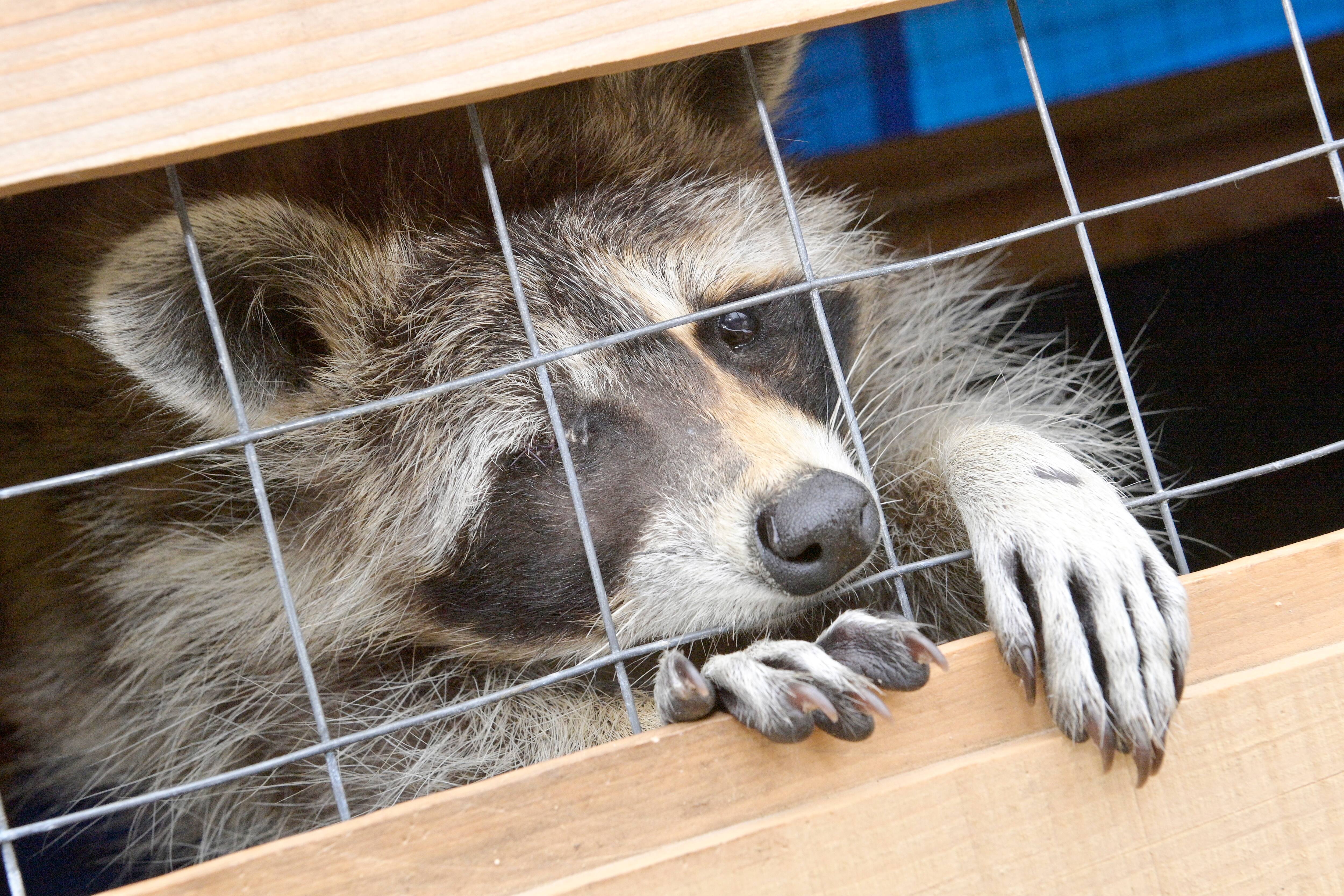 Mystérieuse vague de cruauté animale sur la RiveNord
