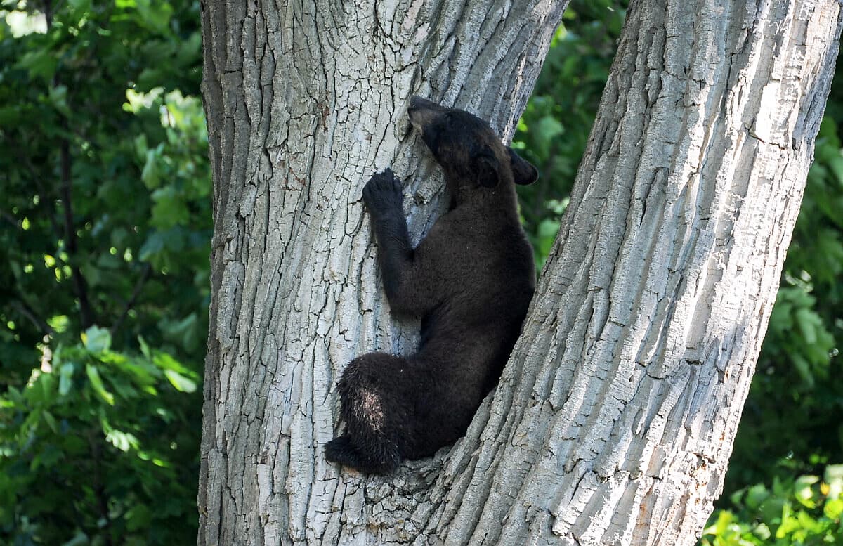 L'ours de Dorval euthanasié | Le Journal de Montréal - Vimarsana News