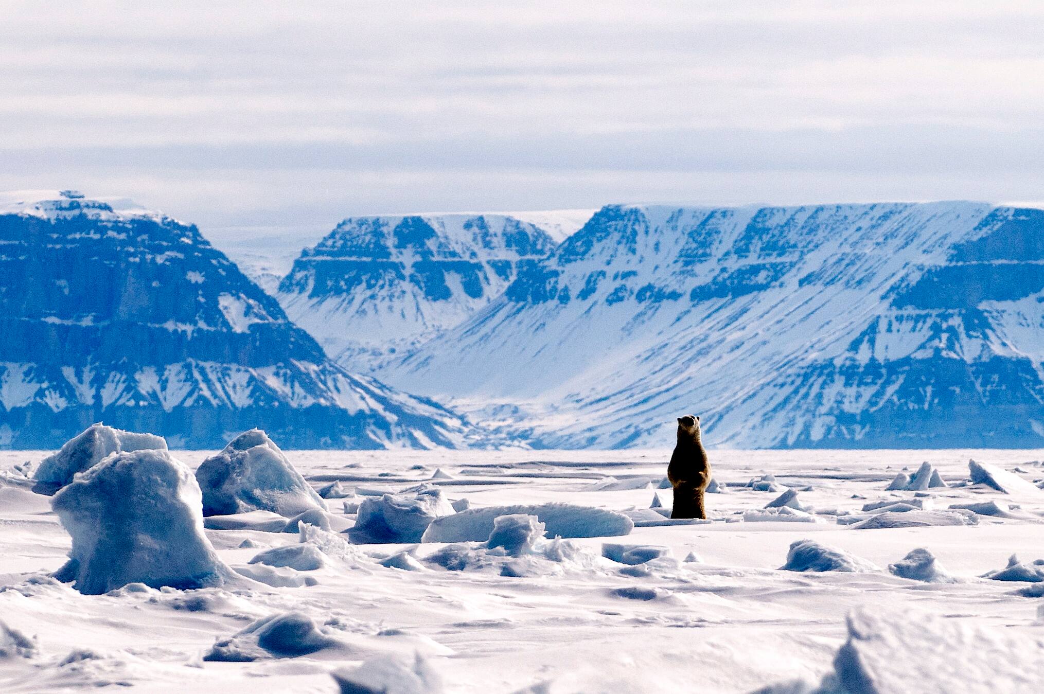 projet de biome arctique