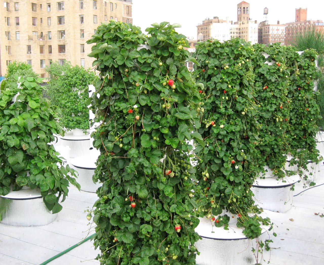 Fleurs et potager: Des fraises sur votre terrasse | JDM