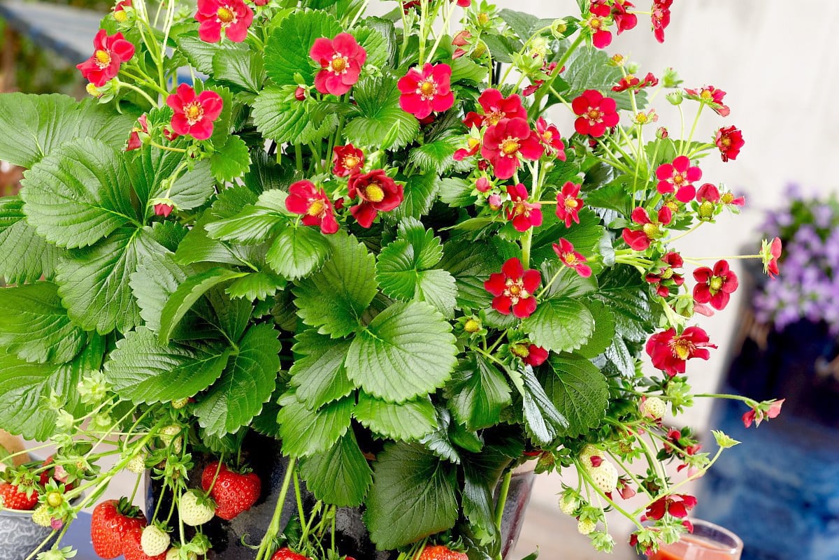 Fleurs et potager: Des fraises sur votre terrasse | JDM