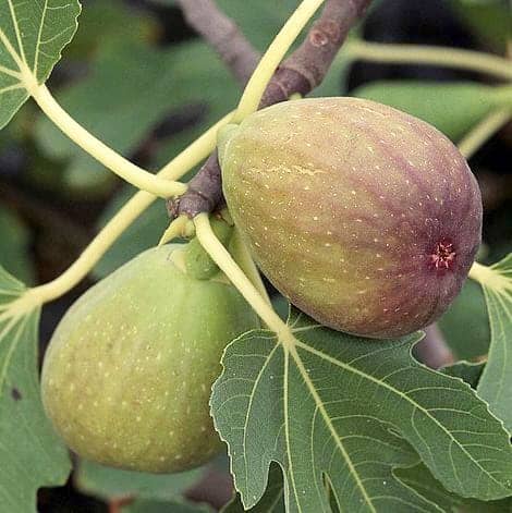 Des figues au Québec Le Journal de Montréal