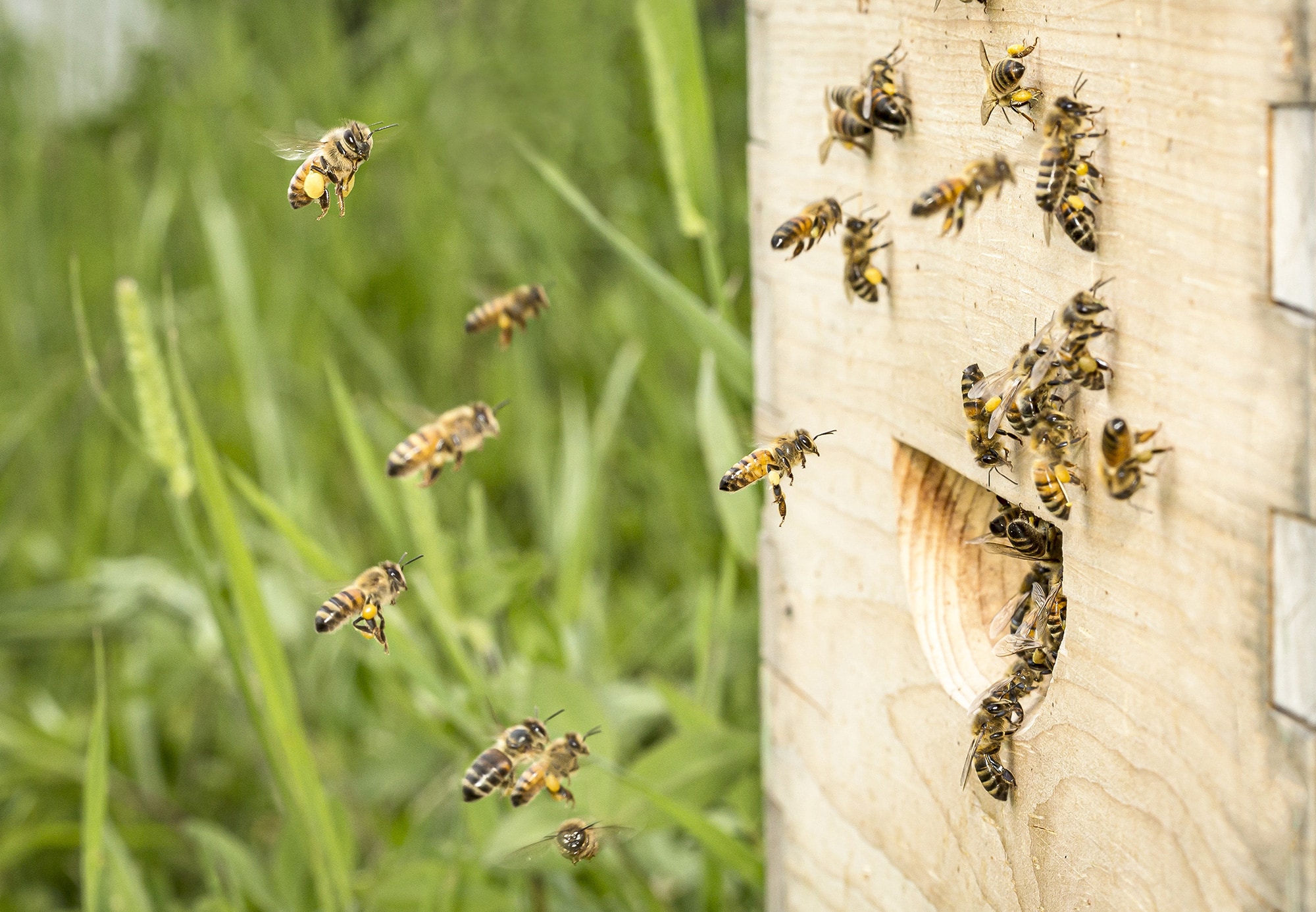 Qu&eacute;bec prot&eacute;gera 40 nouvelles esp&egrave;ces animales