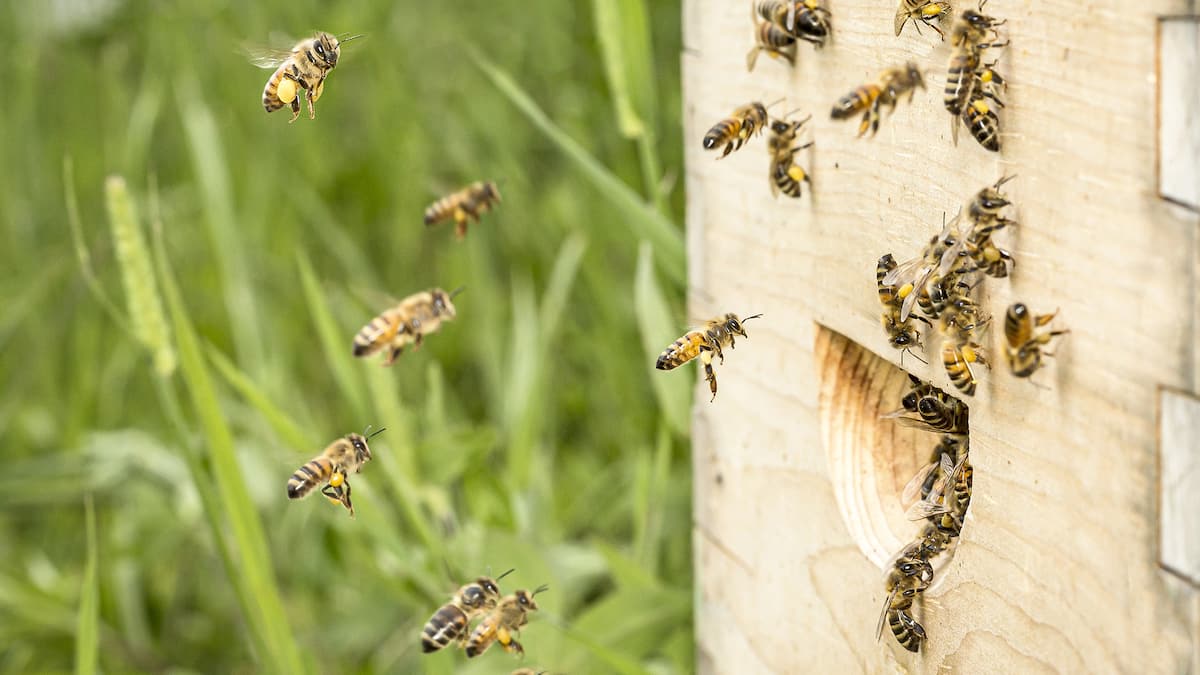 Québec protégera 40 nouvelles espèces animales
