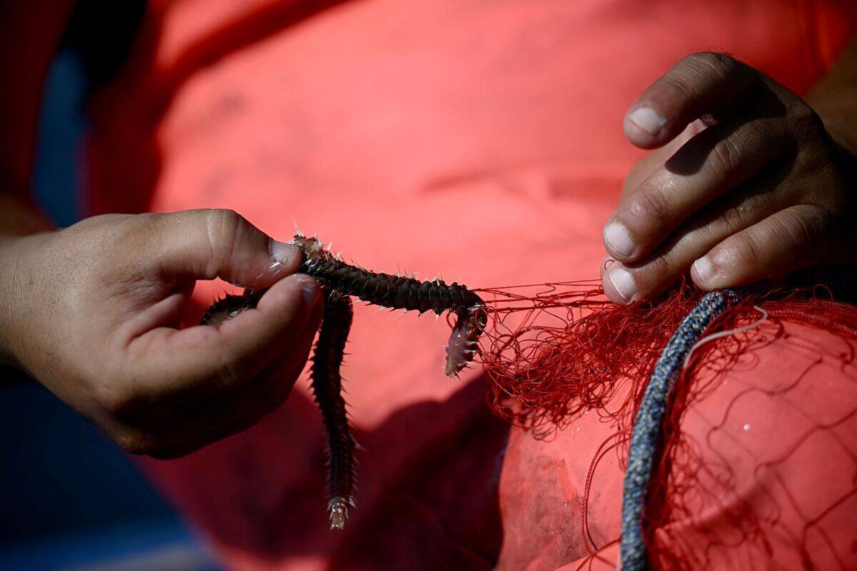 A worrisome fireworm invites itself into the warming Mediterranean