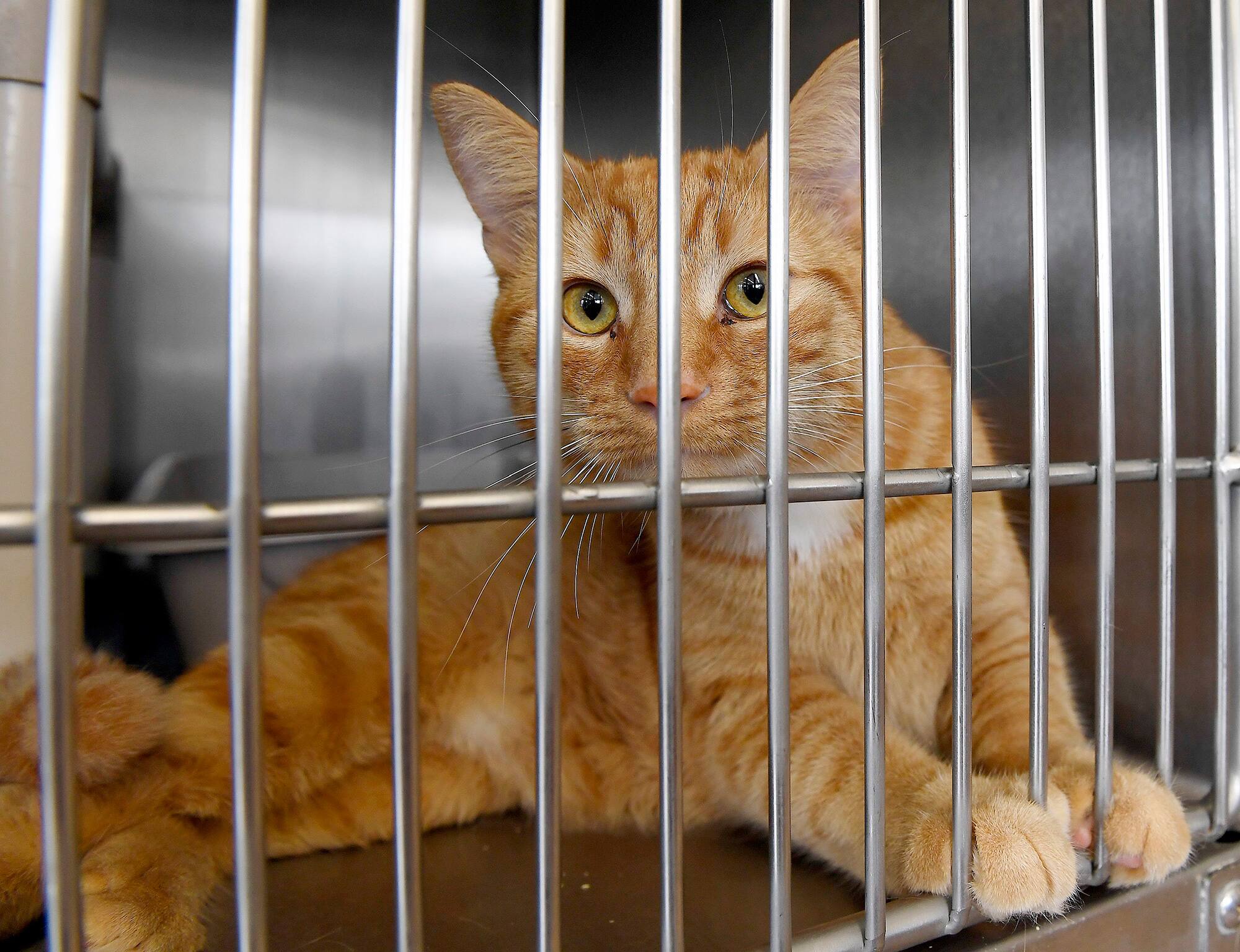 Animaux De Compagnie Vague D Abandons Redoutee Apres Une Baisse De L Engouement Jdq